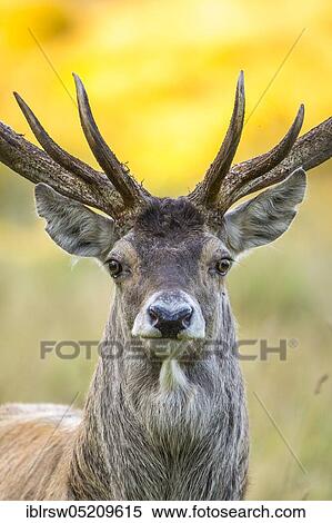 Red deer (Cervus elaphus) male, Mecklenburg-Vorpommern, Germany, Europe View Large Photo Image Stock Photography - Red deer (Cervus elaphus) male, Mecklenburg-Vorpommern, Germany, Europe. Fotosearch