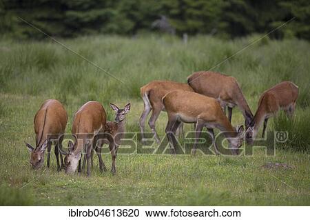 Stock Image - Red deer (Cervus elaphus), six hinds and one young in a clearing, Thuringia, Germany, Europe. Fotosearch