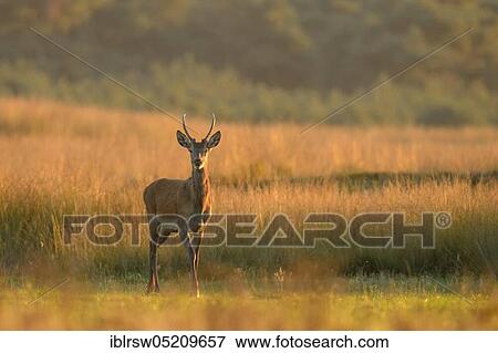 Red deer (Cervus elaphus) Spiesser, Hoge Veluwe National Park, Province of Gelderland, Netherlands View Large Photo Image Stock Photo - Red deer (Cervus elaphus) Spiesser, Hoge Veluwe National Park, Province of Gelderland, Netherlands. Fotosearch
