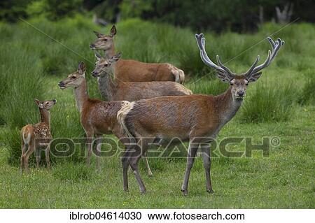 Red deer (Cervus elaphus), three hinds and one red deer with unswept antlers and one young animal in a clearing, Thuringia, Germany, Europe View Large Photo Image Stock Image - Red deer (Cervus elaphus), three hinds and one red deer with unswept antlers and one young animal in a clearing, Thuringia, Germany, Europe. Fotosearch