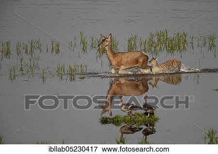 Red deer, female and young, Lausitz, Saxony (Capreolus capreolus), Germany, Europe View Large Photo Image Stock Photo - Red deer, female and young, Lausitz, Saxony (Capreolus capreolus), Germany, Europe. Fotosearch