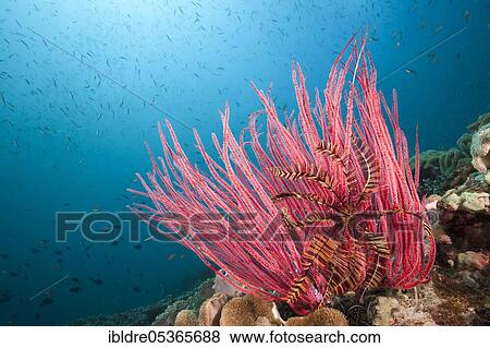 Stock Photo - Red (Ellisella ceratophyta) whip coral, Triton Bay, West Papua, Indonesia, Asia. Fotosearch
