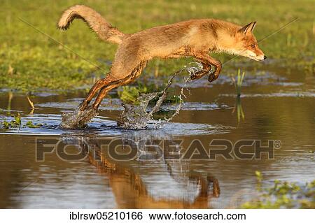 Stock Photograph - Red fox, North Holland, Netherlands. Fotosearch