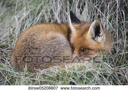 Red fox (Vulpes vulpes) Lower Saxony, Germany, Europe View Large Photo Image Stock Photo - Red fox (Vulpes vulpes) Lower Saxony, Germany, Europe. Fotosearch
