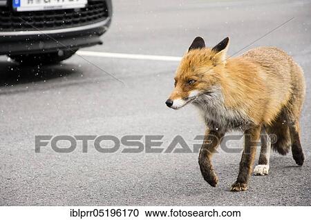 Red fox (Vulpes vulpes) on parking lot, Lower Saxony, Germany, Europe View Large Photo Image Stock Image - Red fox (Vulpes vulpes) on parking lot, Lower Saxony, Germany, Europe. Fotosearch
