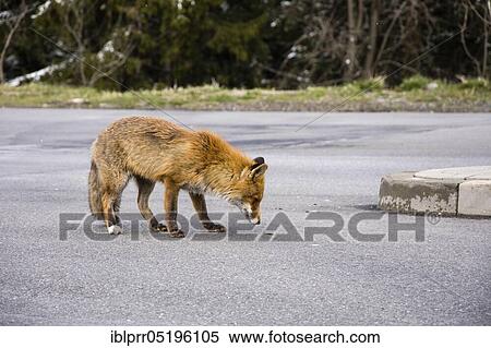 Red fox (Vulpes vulpes) with candy, Lower Saxony, Germany, Europe View Large Photo Image Stock Photography - Red fox (Vulpes vulpes) with candy, Lower Saxony, Germany, Europe. Fotosearch