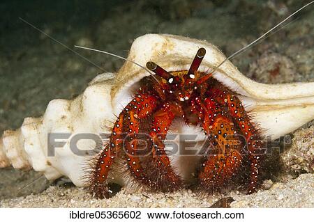Red hermit crab (Dardanus megistos), Triton Bay, West Papua, Indonesia, Asia View Large Photo Image Stock Image - Red hermit crab (Dardanus megistos), Triton Bay, West Papua, Indonesia, Asia. Fotosearch