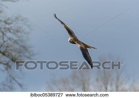 Red kite (Milvus milvus), Lower Saxony, Germany, Europe View Large Photo Image Stock Photo - Red kite (Milvus milvus), Lower Saxony, Germany, Europe. Fotosearch