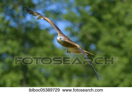 Red kite (Milvus milvus), Lower Saxony, Germany, Europe View Large Photo Image Stock Photo - Red kite (Milvus milvus), Lower Saxony, Germany, Europe. Fotosearch