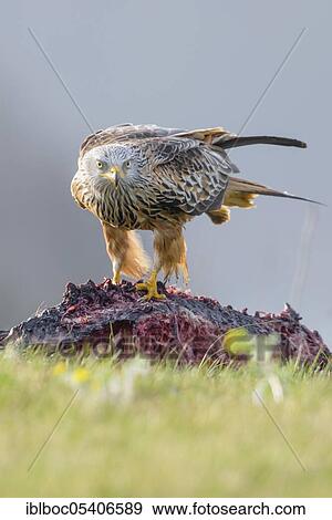Red kite (Milvus milvus), Mecklenburg-Vorpommern, Germany, Europe View Large Photo Image Stock Photo - Red kite (Milvus milvus), Mecklenburg-Vorpommern, Germany, Europe. Fotosearch