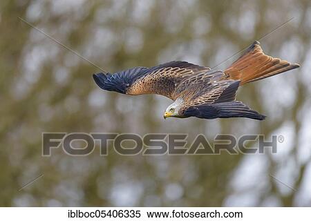 Red kite (Milvus milvus), Mecklenburg-Vorpommern, Germany, Europe View Large Photo Image Stock Photography - Red kite (Milvus milvus), Mecklenburg-Vorpommern, Germany, Europe. Fotosearch