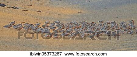 Red Knot (Calidris canutus), Iceland, Europe View Large Photo Image Stock Photo - Red Knot (Calidris canutus), Iceland, Europe. Fotosearch