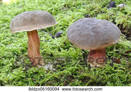 Picture - Red-legged bolete (Xerocomellus chrysenteron). Fotosearch