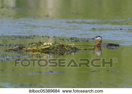 Red-necked grebe (Podiceps grisegena), Hanover, Lower Saxony View Large Photo Image Picture - Red-necked grebe (Podiceps grisegena), Hanover, Lower Saxony. Fotosearch