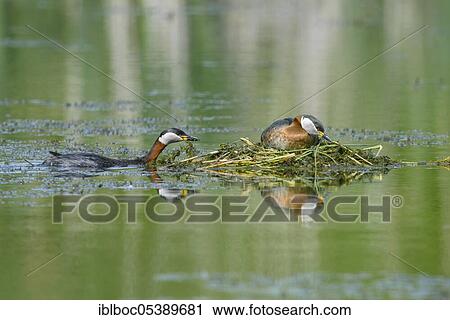 Red-necked grebe (Podiceps grisegena), Hanover, Lower Saxony View Large Photo Image Stock Image - Red-necked grebe (Podiceps grisegena), Hanover, Lower Saxony. Fotosearch