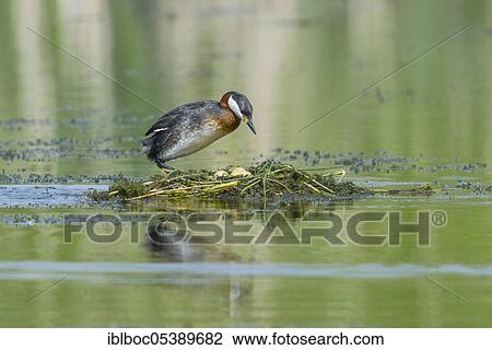 Red-necked grebe (Podiceps grisegena), Hanover, Lower Saxony View Large Photo Image Stock Image - Red-necked grebe (Podiceps grisegena), Hanover, Lower Saxony. Fotosearch