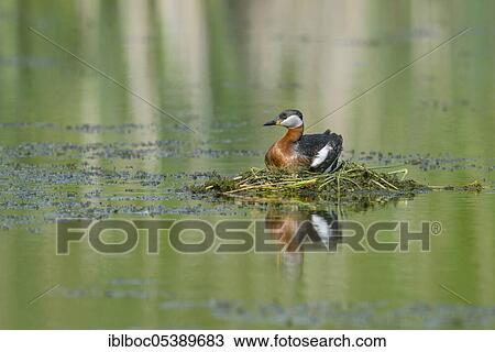 Red-necked grebe (Podiceps grisegena), Hanover, Lower Saxony View Large Photo Image Stock Image - Red-necked grebe (Podiceps grisegena), Hanover, Lower Saxony. Fotosearch