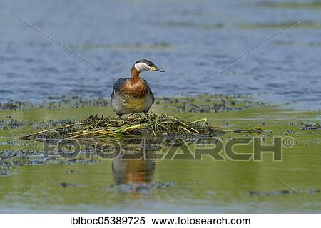 Red-necked grebe (Podiceps grisegena), Hanover, Lower Saxony View Large Photo Image Stock Photography - Red-necked grebe (Podiceps grisegena), Hanover, Lower Saxony. Fotosearch