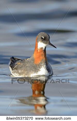 Red-necked Phalarope (Phalaropus lobatus), female, Myvatn, Iceland, Europe View Large Photo Image Stock Image - Red-necked Phalarope (Phalaropus lobatus), female, Myvatn, Iceland, Europe. Fotosearch