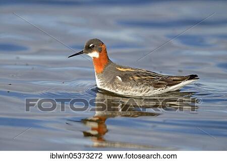 Red-necked Phalarope (Phalaropus lobatus), female eats twitching mosquitoes from water surface, Myvatn, Iceland, Europe View Large Photo Image Stock Image - Red-necked Phalarope (Phalaropus lobatus), female eats twitching mosquitoes from water surface, Myvatn, Iceland, Europe. Fotosearch