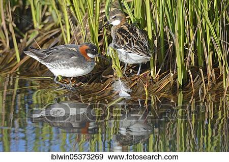 Red-necked Phalarope (Phalaropus lobatus), pair, Myvatn, Iceland, Europe View Large Photo Image Stock Photo - Red-necked Phalarope (Phalaropus lobatus), pair, Myvatn, Iceland, Europe. Fotosearch