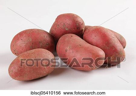 Red potatoes (Solanum tuberosum), variety Laura View Large Photo Image Stock Photograph - Red potatoes (Solanum tuberosum), variety Laura. Fotosearch