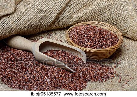 Stock Photo - Red Quinoa ( Chenopodium quinoa) with shovel, seeds. Fotosearch
