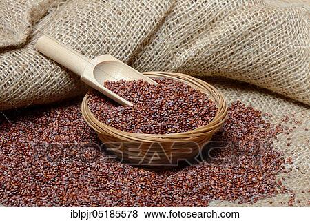 Red Quinoa ( Chenopodium quinoa) with shovel, seeds View Large Photo Image Stock Photo - Red Quinoa ( Chenopodium quinoa) with shovel, seeds. Fotosearch