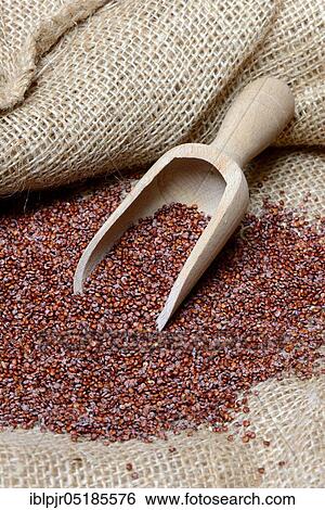 Red Quinoa ( Chenopodium quinoa) with shovel, seeds View Large Photo Image Stock Photograph - Red Quinoa ( Chenopodium quinoa) with shovel, seeds. Fotosearch