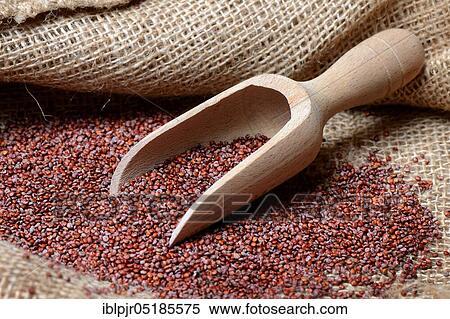 Red Quinoa ( Chenopodium quinoa) with shovel, seeds View Large Photo Image Stock Photography - Red Quinoa ( Chenopodium quinoa) with shovel, seeds. Fotosearch