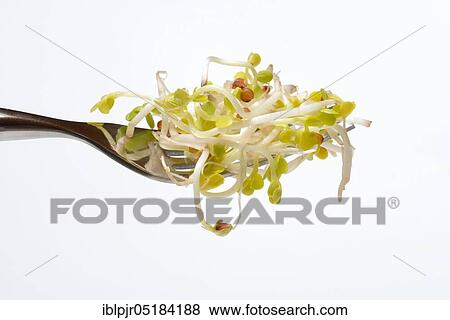 Red Radish sprouts View Large Photo Image Stock Photo - Red Radish sprouts. Fotosearch