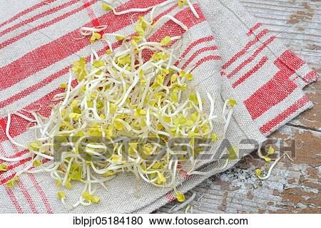 Red Radishsprouts, -rungs on cloth View Large Photo Image Stock Image - Red Radishsprouts, -rungs on cloth. Fotosearch