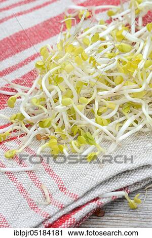 Red Radishsprouts, -rungs on cloth View Large Photo Image Stock Image - Red Radishsprouts, -rungs on cloth. Fotosearch
