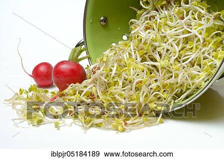 Red Radishsprouts, sprouts, colander, sieve View Large Photo Image Stock Photo - Red Radishsprouts, sprouts, colander, sieve. Fotosearch