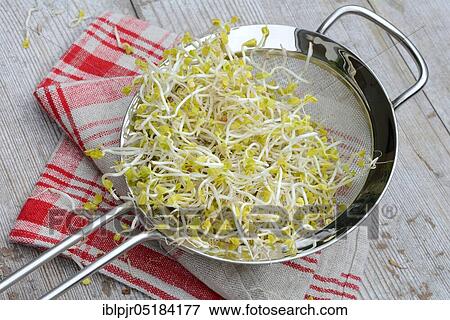 Red Radishsprouts, -sprouts in sieve View Large Photo Image Stock Photo - Red Radishsprouts, -sprouts in sieve. Fotosearch