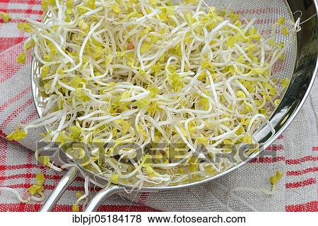 Red Radishsprouts, -sprouts in sieve View Large Photo Image Stock Photo - Red Radishsprouts, -sprouts in sieve. Fotosearch