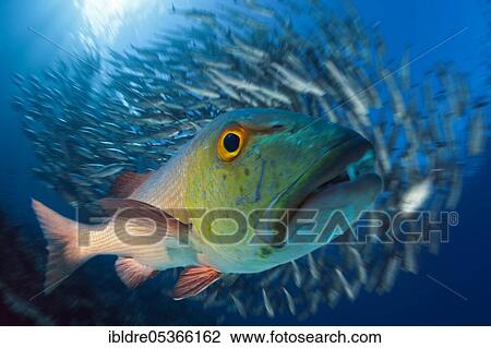 Red snapper (Lutjanus bohar), Great Barrier Reef, Australia, Oceania View Large Photo Image Stock Image - Red snapper (Lutjanus bohar), Great Barrier Reef, Australia, Oceania. Fotosearch