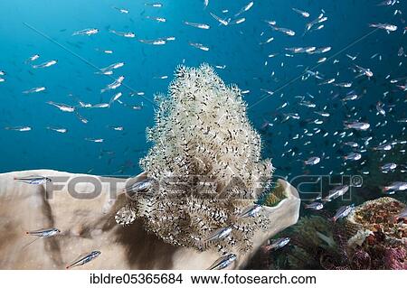 Picture - Red-spotted cardinalfishes circling feather star, Apogon parvulus, Triton Bay, West Papua, Indonesia, Asia. Fotosearch