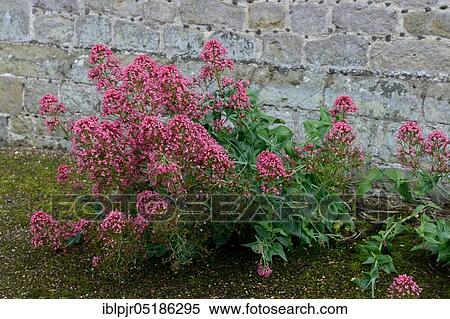 Stock Photography - Red valerian ( Centranthus ruber) in front of wall, England, Great Britain. Fotosearch