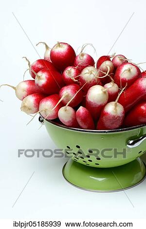 Red-white Red Radish ( Raphanus sativus var. sativus) in sieve View Large Photo Image Stock Photo - Red-white Red Radish ( Raphanus sativus var. sativus) in sieve. Fotosearch