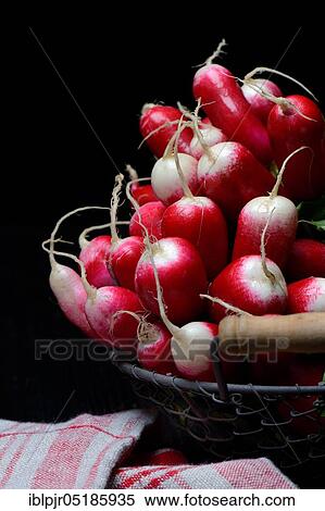 Red-white Red Radish ( Raphanus sativus var. sativus) in wire basket View Large Photo Image Stock Photography - Red-white Red Radish ( Raphanus sativus var. sativus) in wire basket. Fotosearch