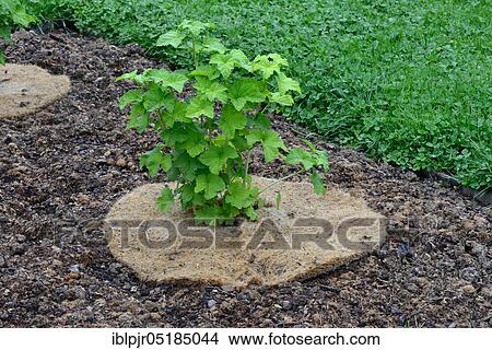 Redcurrant ( Ribes rubrum) young plant with cover, protection against desiccation, variety Fays Fertile, Fays Prolific, Fays New Red View Large Photo Image Picture - Redcurrant ( Ribes rubrum) young plant with cover, protection against desiccation, variety Fays Fertile, Fays Prolific, Fays New Red. Fotosearch