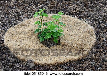Redcurrant ( Ribes rubrum) young plant with cover, protection against desiccation, variety Fays Fertile, Fays Prolific, Fays New Red View Large Photo Image Stock Photograph - Redcurrant ( Ribes rubrum) young plant with cover, protection against desiccation, variety Fays Fertile, Fays Prolific, Fays New Red. Fotosearch