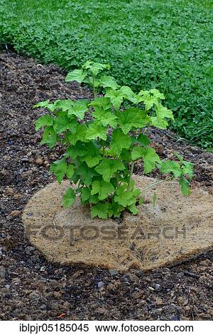 Redcurrant ( Ribes rubrum) young plant with cover, protection against desiccation, variety Fays Fertile, Fays Prolific, Fays New Red View Large Photo Image Stock Photography - Redcurrant ( Ribes rubrum) young plant with cover, protection against desiccation, variety Fays Fertile, Fays Prolific, Fays New Red. Fotosearch