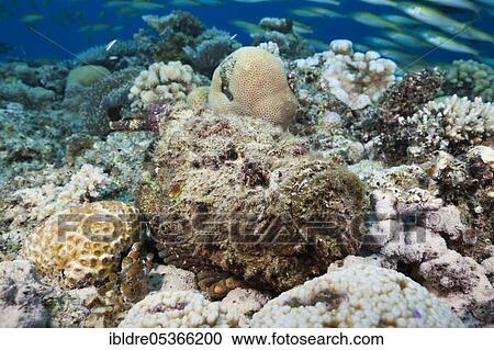 Reef stonefish (Synanceia verrucosa), Osprey Reeff, Coral Sea, Australia, Oceania View Large Photo Image Stock Image - Reef stonefish (Synanceia verrucosa), Osprey Reeff, Coral Sea, Australia, Oceania. Fotosearch
