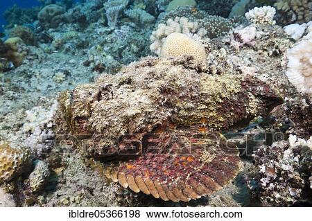 Reef stonefish (Synanceia verrucosa), Osprey Reeff, Coral Sea, Australia, Oceania View Large Photo Image Stock Photo - Reef stonefish (Synanceia verrucosa), Osprey Reeff, Coral Sea, Australia, Oceania. Fotosearch