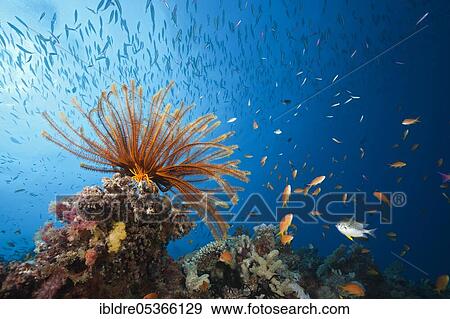 Reef with feather star and coral fish, Great Barrier Reef, Australia, Oceania View Large Photo Image Stock Photo - Reef with feather star and coral fish, Great Barrier Reef, Australia, Oceania. Fotosearch