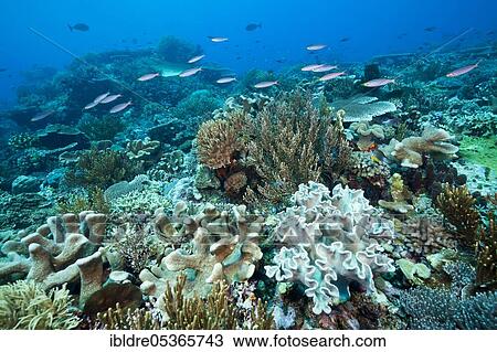 Reef with hard corals and leather corals (Acropora), Tanimbar Islands, Moluccas, Indonesia, Asia View Large Photo Image Stock Image - Reef with hard corals and leather corals (Acropora), Tanimbar Islands, Moluccas, Indonesia, Asia. Fotosearch