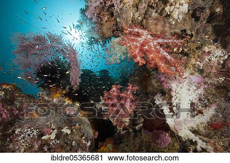 Reef with soft corals, Triton Bay, West Papua, Indonesia, Asia View Large Photo Image Stock Image - Reef with soft corals, Triton Bay, West Papua, Indonesia, Asia. Fotosearch