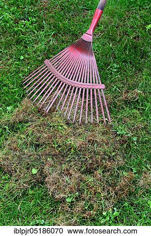 Stock Image - Remove dead moss and grass from lawn. Fotosearch